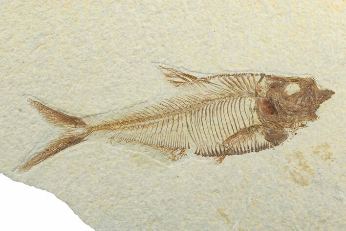 Fossil Fish (Diplomystus) - Wyoming #240395